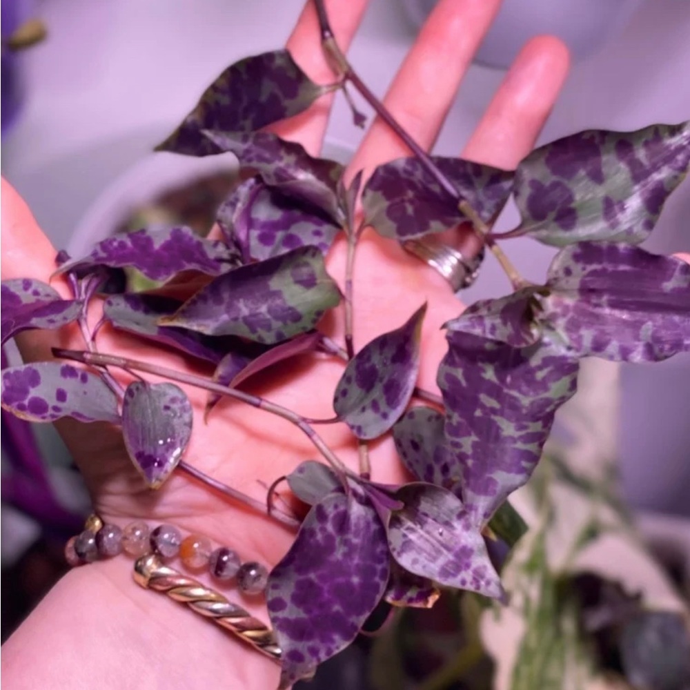 (5) Rare tradescantia tinantia Pringlei (aka Mexican Speck) cuttings - Picture 4 of 6